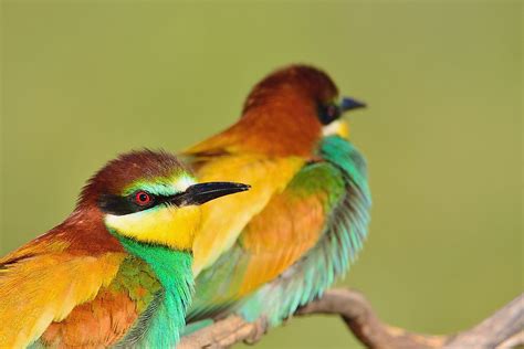 Native Birds Of Germany Worldatlas