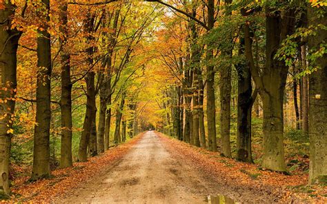 Landscape Nature Tree Forest Woods Autumn Path Road Wallpapers