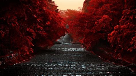 Road Between Red Autumn Trees Hd Dark Aesthetic Wallpapers Hd Wallpapers Id 45575
