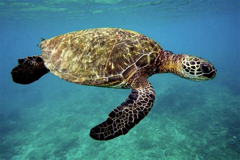 Green Sea Turtle Chelonia Mydas Photograph By Dante Fenolio Fine Art