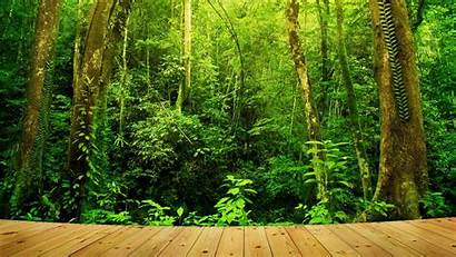 Rainforest Tropical Wallpapers Forest Rain Borneo Malaysia