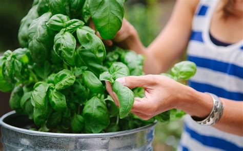 Steps For Growing Basil In Pots