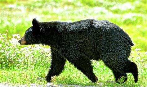 A Young Black Bear Ursus Americanus Forages For Fall Greens Stock