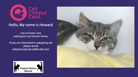 Howard Cat Cuddle Cafe Av Flickr