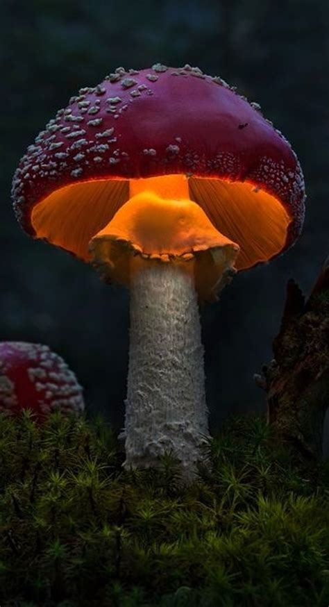 Champignon Glow Stuffed Mushrooms Macro Photography Magical Mushrooms
