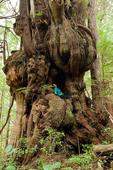 Cheewhat Cedar Canadas Largest Tree — Tj Watt