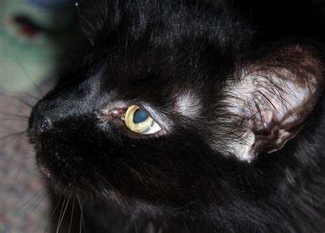 Black cats are typically associated with bad luck and halloween, am i right? Animal Facts, News, and Info: Black Cats Are Sometimes ...