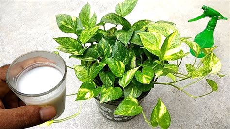 Qual Melhor Adubo Para Plantas