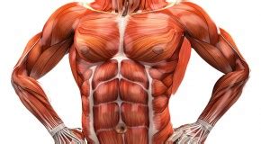 Muscle anatomy types of movement all muscles exert their force by pulling between at least two points of attachment. Chest | 4Ever Fitness