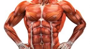 Anterior muscles in the body. Abs | 4Ever Fitness