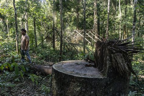 pelo menos seis terras indígenas sofrem com invasões e ameaças de invasão no início de 2019 cimi