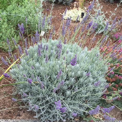 Photo Of The Entire Plant Of English Lavender Lavandula Angustifolia