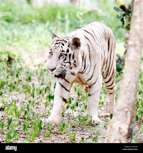 White Tiger At Bannerghatta Biological Park Bengaluru Stock Photo Alamy