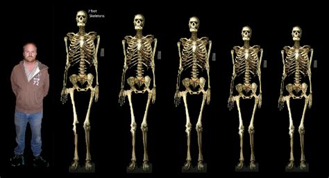 7 Skeletons Giants In Alaska Greater Ancestors