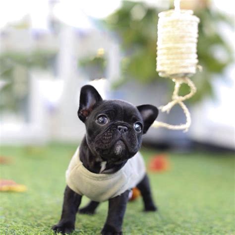 ★teacup puppy★ mini french bulldog bianco! Bobby Black Teacup French Bulldog - Tiny Teacup Pups