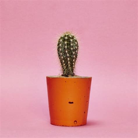 When it comes to how to care for succulents and cacti, there are three main factors that affect their rate of survival: Concrete Cactus Pot Orange, Small size + Cactus/ Succulent ...