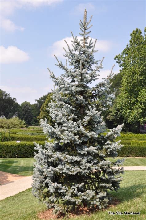 Regular water can make the difference between 3 inches of growth in a year or 12 inches. Picea pungens 'Hoopsii' - The Site Gardener