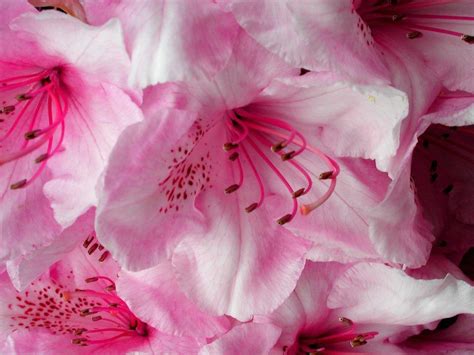 Customize and personalise your desktop, mobile phone and tablet with these free wallpapers! Pink Flower Desktop Wallpapers - Wallpaper Cave