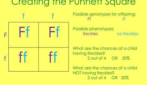 PPT - Punnett Square Notes PowerPoint Presentation, free download - ID