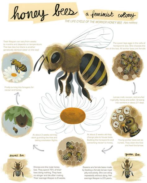 Honey Bees A Feminist Colony The Life Cycle Of The Worker Honey Bee