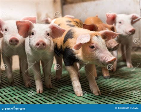 Piglets Playing In Barn Stock Image Image Of Pigpen 148503659
