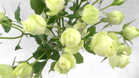 Creamy Eden Garden And Scented Spray Roses Aisha Flowers