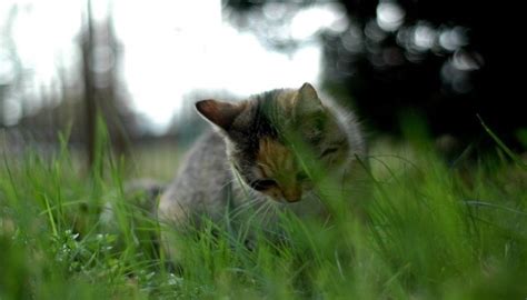 Jenis dari kucing pun cukup beragam, antara lain: Mengapa Kucing Suka Makan Rumput? Ini Alasannya ...