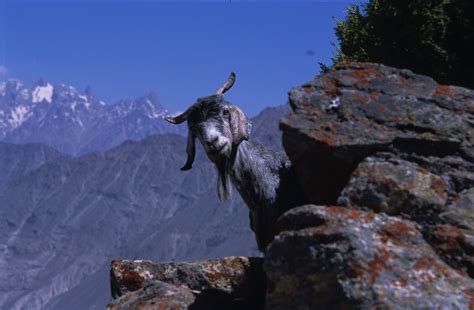 Mountain Goat In Pakistan David Mcnamara