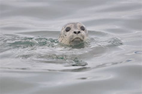 Harbor Seal Facts, Pictures & In-Depth Information. Phoca vitulina