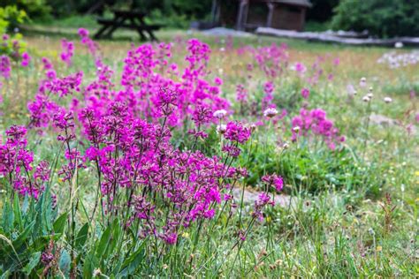 Nordic Pink Meadow Flower Stock Photo Image Of Blooming 140163466
