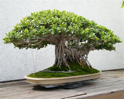 Ficus Bonsai With Trailing Roots Bonsai Tree Types Indoor Bonsai