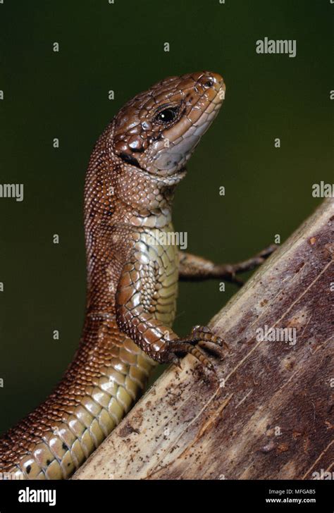 English Lizards Hi Res Stock Photography And Images Alamy