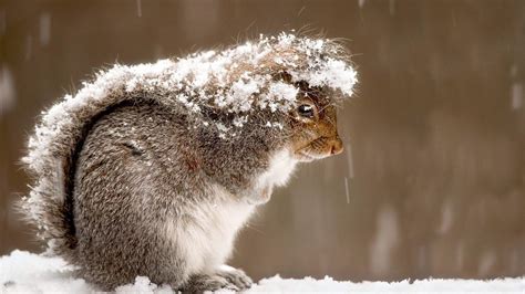 Cute Animals Winter Wallpapers Wallpaper Cave