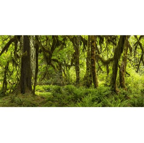 Laeacco Jungle Forest Backgrounds Tropical Green Grass Shrub Moss Vine