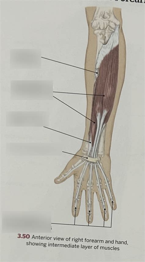 1103 Muscles Of Forearm And Hand Anterior Intermediate Diagram Quizlet