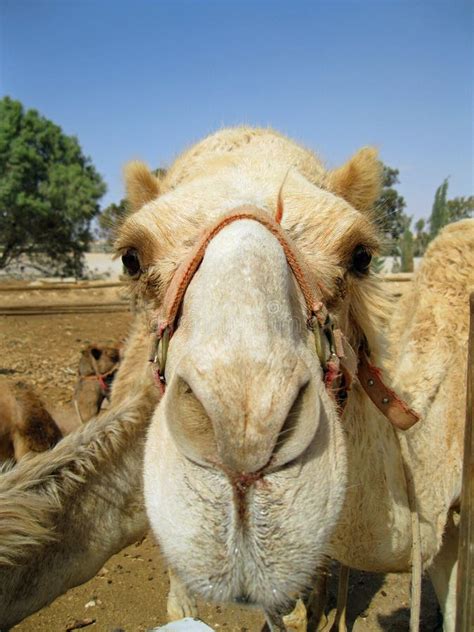 Nariz Del Camello Foto De Archivo Imagen De Nosy Curioso 4386904