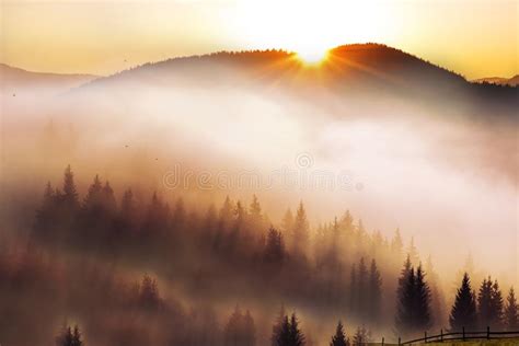 Incredibly Beautiful Sunrise In The Mountains Coniferous Trees In The