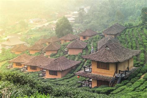 Top Tea Plantations In Thailand