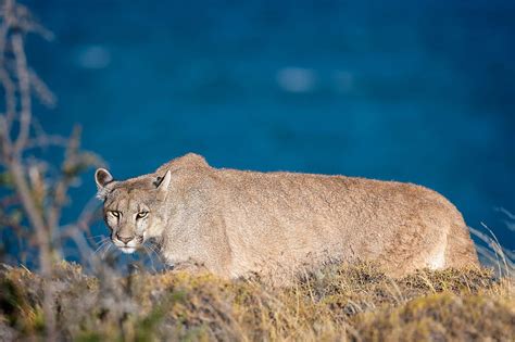 Cats Cougar Big Cat Wildlife Predator Animal Hd Wallpaper Peakpx