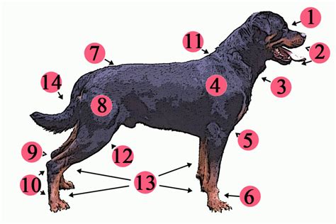 Dog leg bones diagram feed welding is simply yet another name to for mig welding. Rottweiler Dog Breed | Native Breed.org