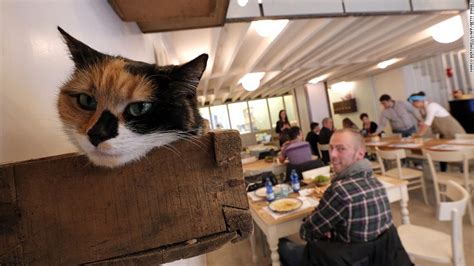 Cat Ching Cat Cafes Take Over World