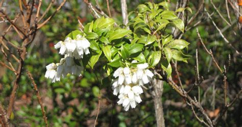 Manfaat rumput jepang juga digunakan sebagai penahan tanah. Ciri Ciri Pohon Andromeda Jepang (Pieris japonica) Di Alam ...