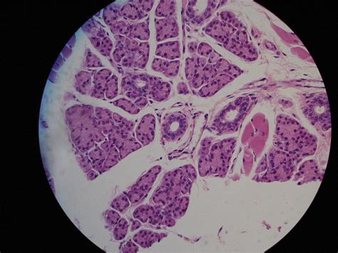 Epithelial Tissue Anatomy And Physiology