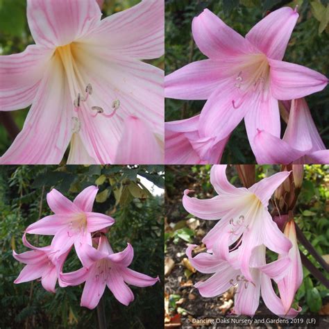 amaryllis belladonna mixed naked ladies dancing oaks nursery and gardens