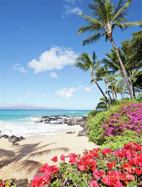 Paradise Hawaii Palm Tree Beach By Michael Swiet Beautiful Beaches