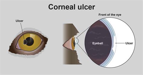 Eye Ulcers Corneal Ulcers In Dogs Pdsa