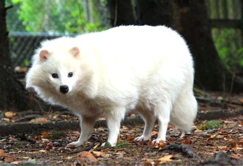 What Does A Albino Dog Look Like