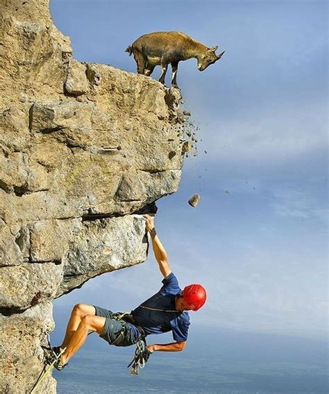 Really Mountain Goat Animals Rock Climbing Extreme Sports