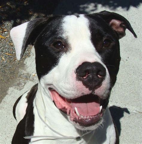 While the breed got a bad rap during the 1980s and 90s, the pit bull terrier was a top choice as a nanny dog during the mid 20th century. American Pitbull Terrier - Dogs breeds | Pets