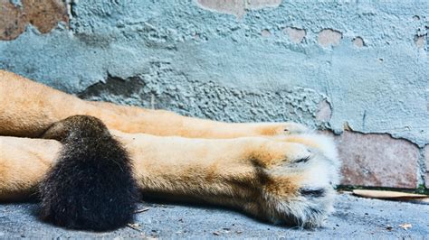 Free Images Wildlife Zoo Mammal Fauna Polar Bear Dog Breed Group